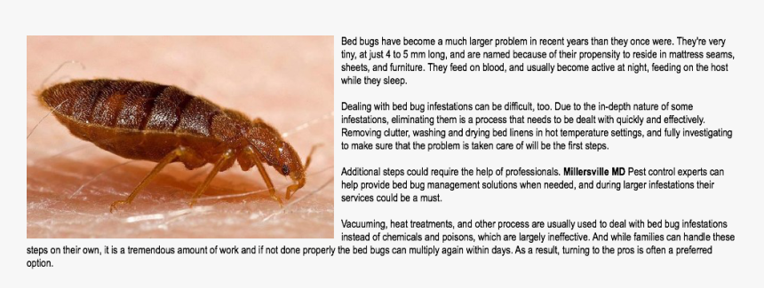 Bed Bug Extermination Millersville Md Bed Bugs Have - Bed Bugs Huge, HD Png Download, Free Download