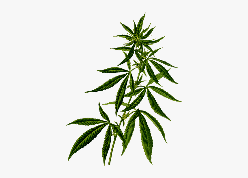 Marijuana Plant Clipart, HD Png Download, Free Download