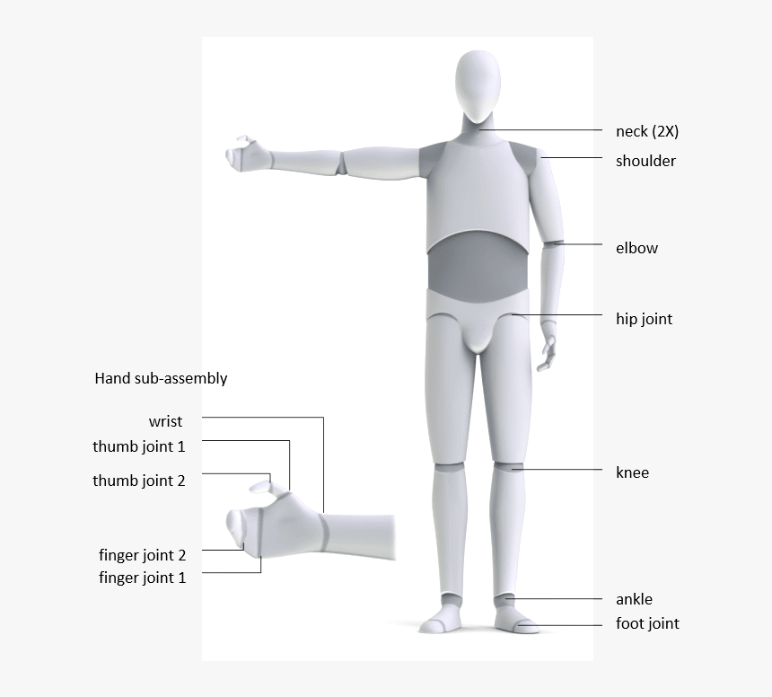 Bodyparts2 - Standing, HD Png Download, Free Download