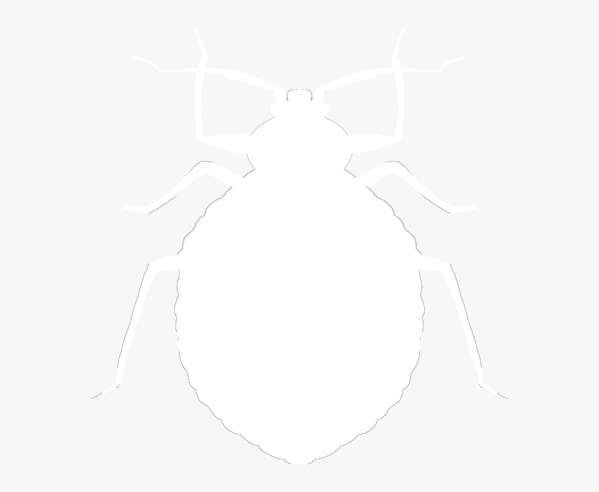 Weevil, HD Png Download, Free Download