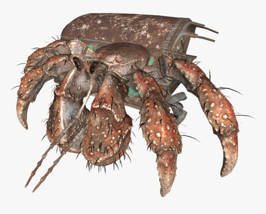 Hermitcrab - Giant Hermit Crab Dnd, HD Png Download, Free Download