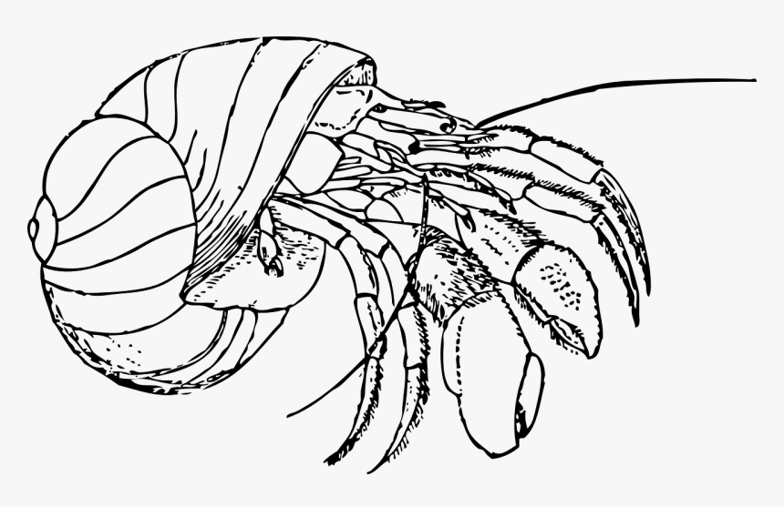 Hermit Crab Colouring Page, HD Png Download, Free Download