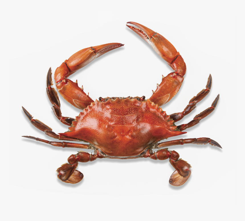 Crab Png, Transparent Png - Better Names For Things Meme, Png Download, Free Download