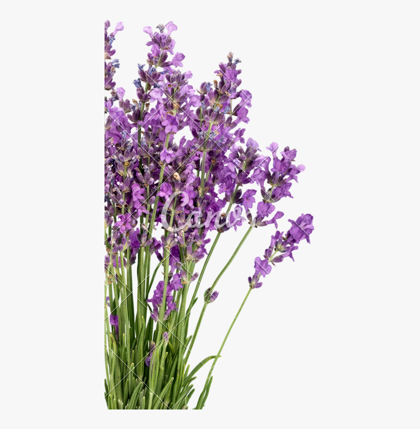 Clip Art Lavender Flower - Lavender Flower Transparent Background, HD Png Download, Free Download