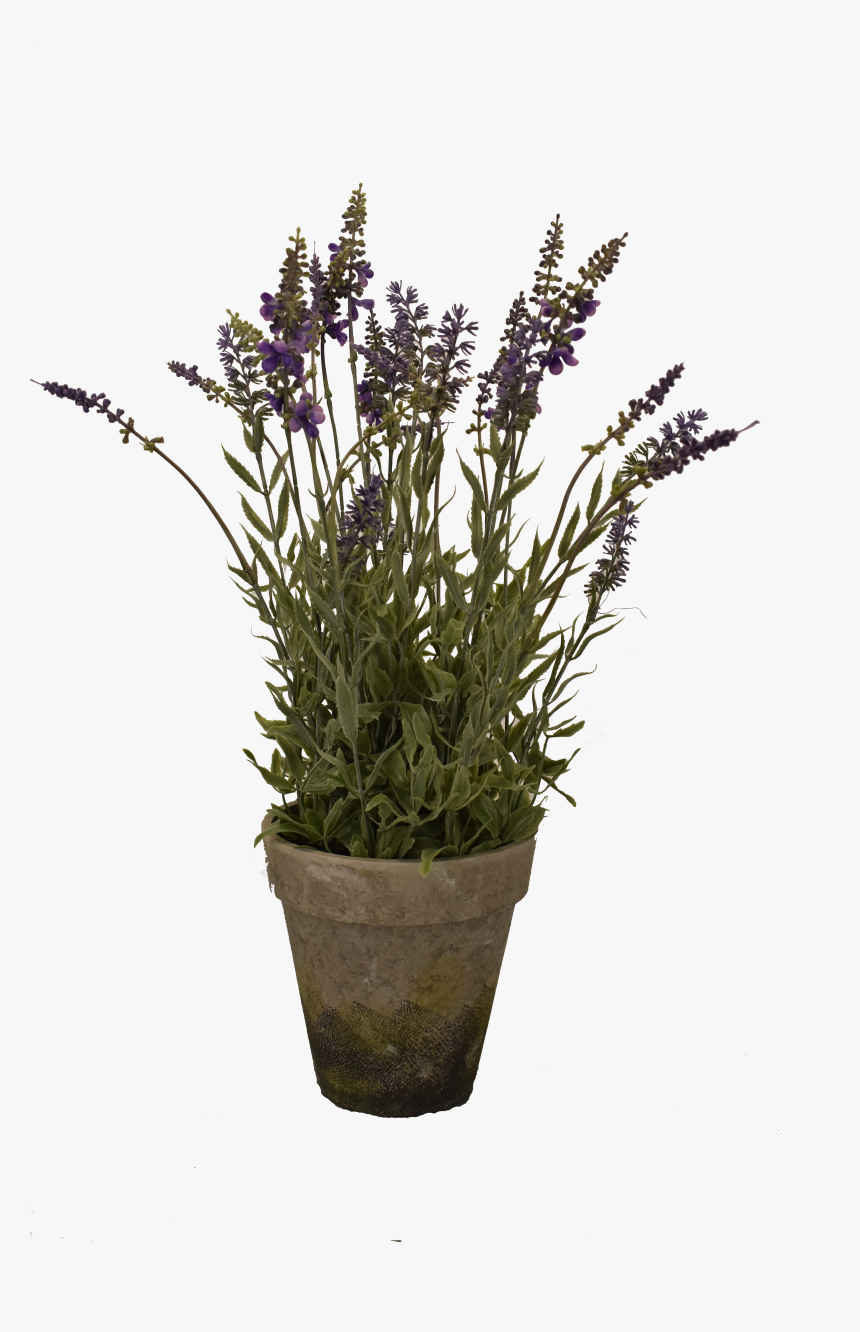 Big Lavender Pot - English Lavender, HD Png Download, Free Download