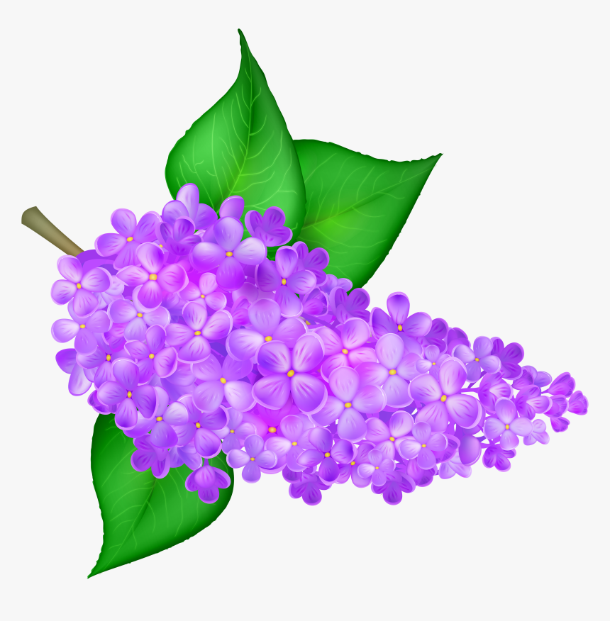 Lilac Flower Png Clip - Lilac, Transparent Png, Free Download