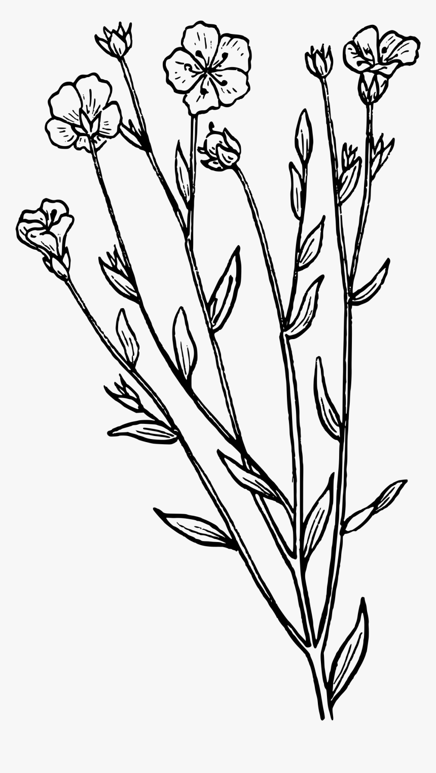 Clip Art Lavender Clipart Black And White - Lavender Clipart Black And White, HD Png Download, Free Download