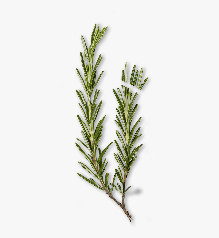 Evergreen, HD Png Download, Free Download