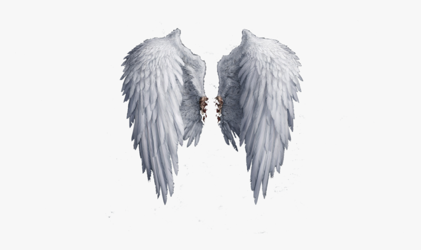 Angel Wings Png Photo - Transparent Background Angel Wings Png, Png Download, Free Download