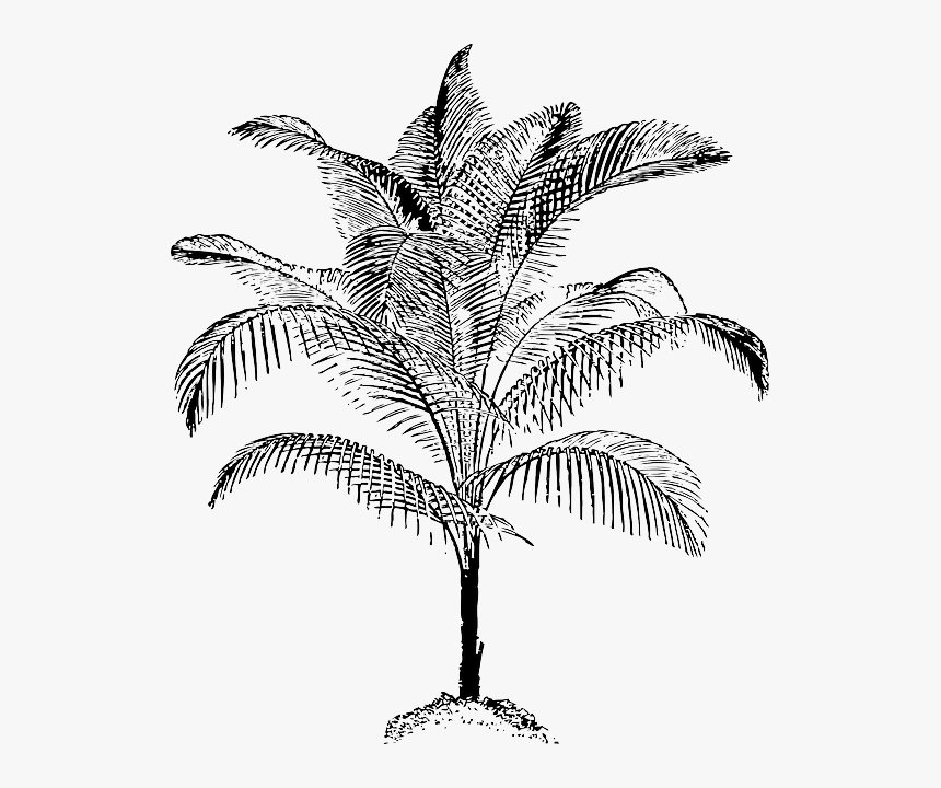 Black, Food, Fruit, Outline, Leaf, Palm, Tree, White - Palm Vector, HD Png Download, Free Download