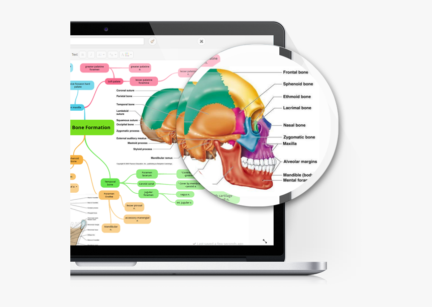 Mind Mapping Tool - Skull Bone Diagram, HD Png Download, Free Download