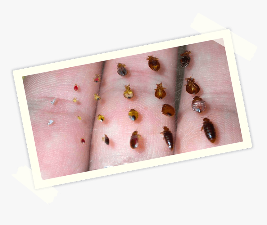 Bed Bug Life Cycle, HD Png Download, Free Download