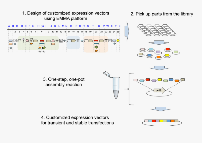 Diagram, HD Png Download, Free Download