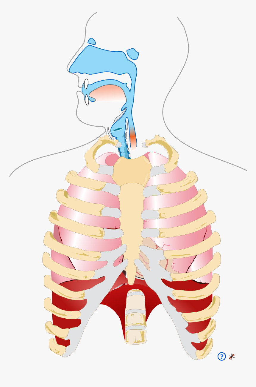 Human Respiratory System Png, Transparent Png, Free Download