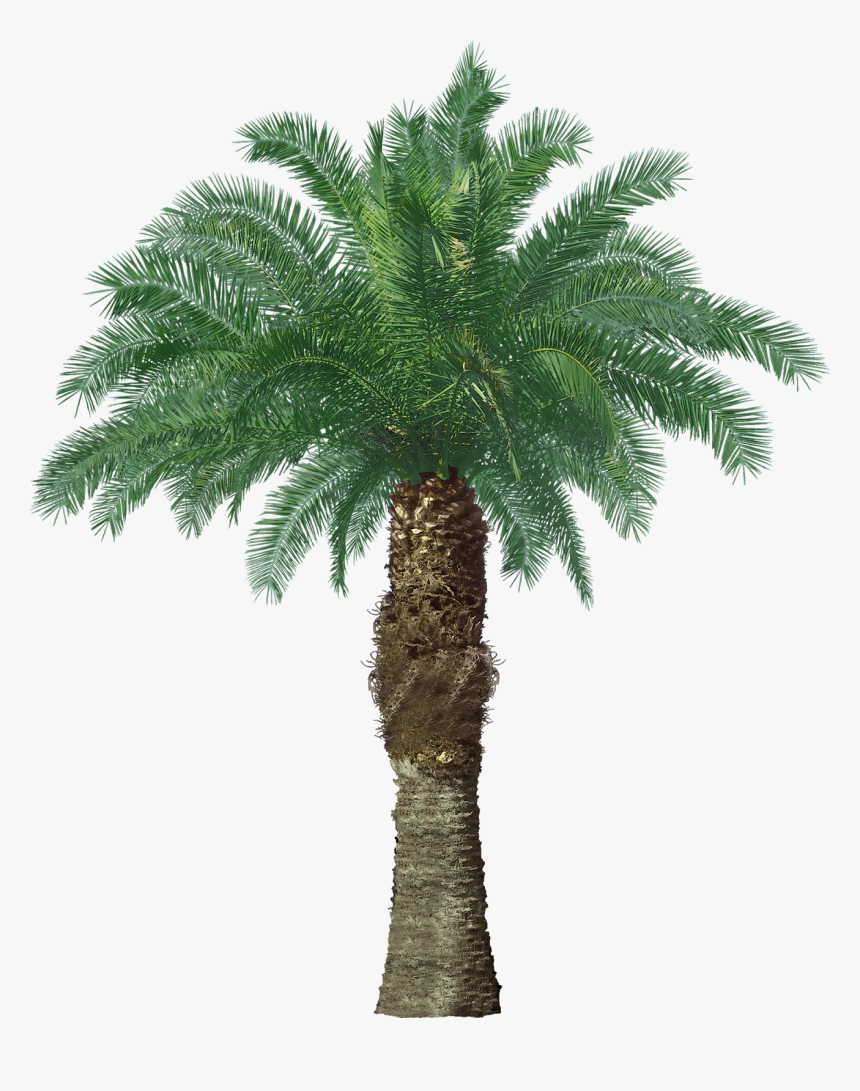 California Fan Palm Tree, HD Png Download, Free Download