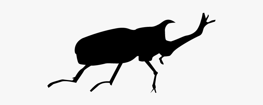 Weevil, HD Png Download, Free Download