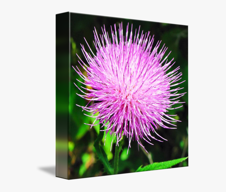 Clip Art Burdock Weed - Distaff Thistles, HD Png Download, Free Download