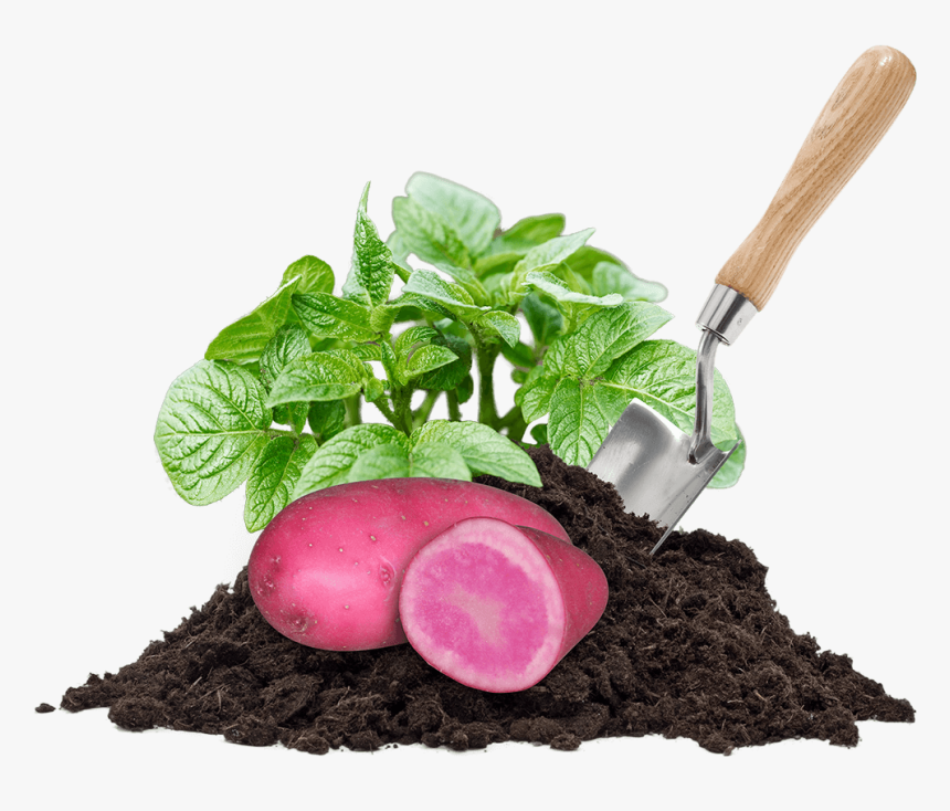 Potatoes, Pile Of Dirt, Leaves And A Shovel - Compost, HD Png Download, Free Download