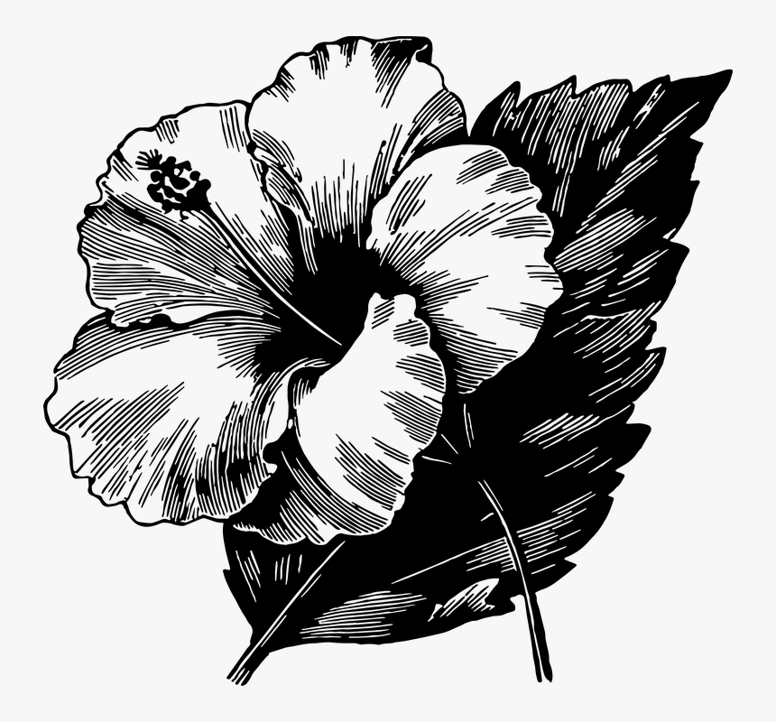 Hibiscus, Lineart, Flower, Leaf, Leaves, Floral - Bloom With Grace, HD Png Download, Free Download