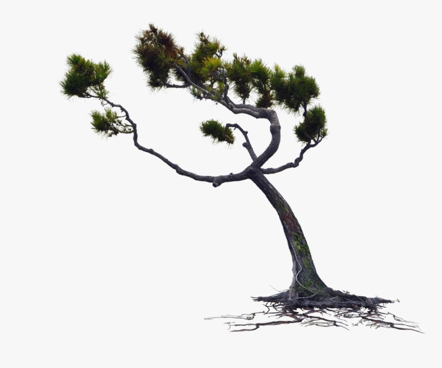 Tree Pond Png - Wind Blowing Tree Png, Transparent Png, Free Download