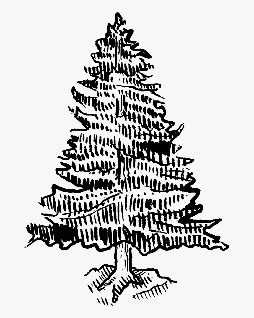 Pinetree - Illustration, HD Png Download, Free Download