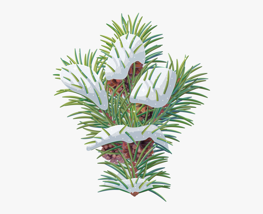 Tree Limb Png -pine Tree Branch - Yew Family, Transparent Png, Free Download