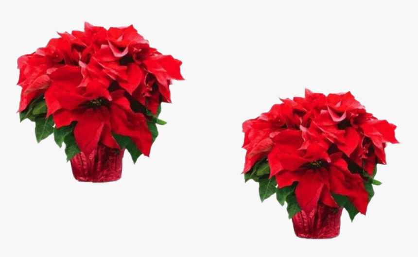 Fresh Poinsettias Png Transparent - Poinsettia, Png Download, Free Download