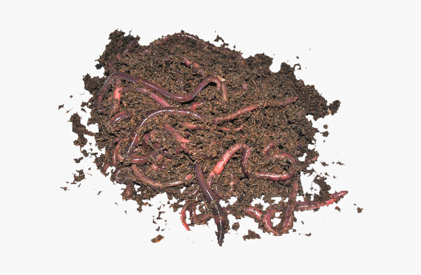 Chocolate, HD Png Download, Free Download