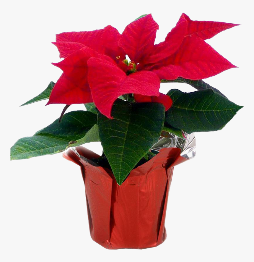 Fresh Poinsettias Transparent Png - Poinsettia Home Depot, Png Download, Free Download