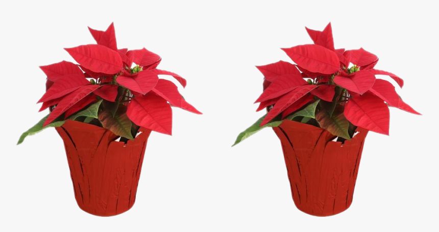 Fresh Poinsettias Transparent Background - Poinsettia, HD Png Download, Free Download