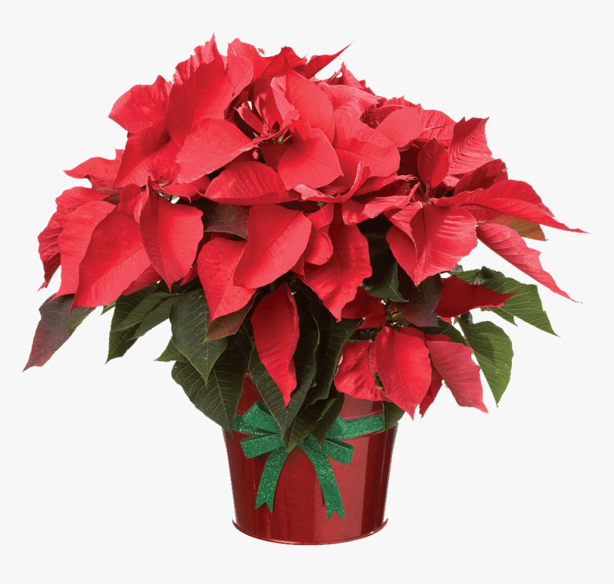 Poinsettia Plant Clip Art Free, HD Png Download, Free Download