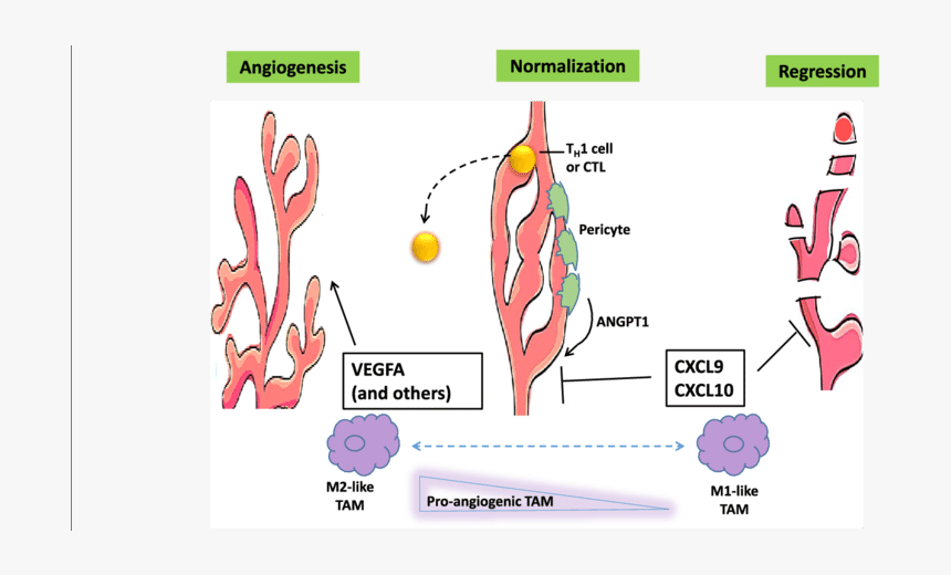 Screenshot, HD Png Download, Free Download