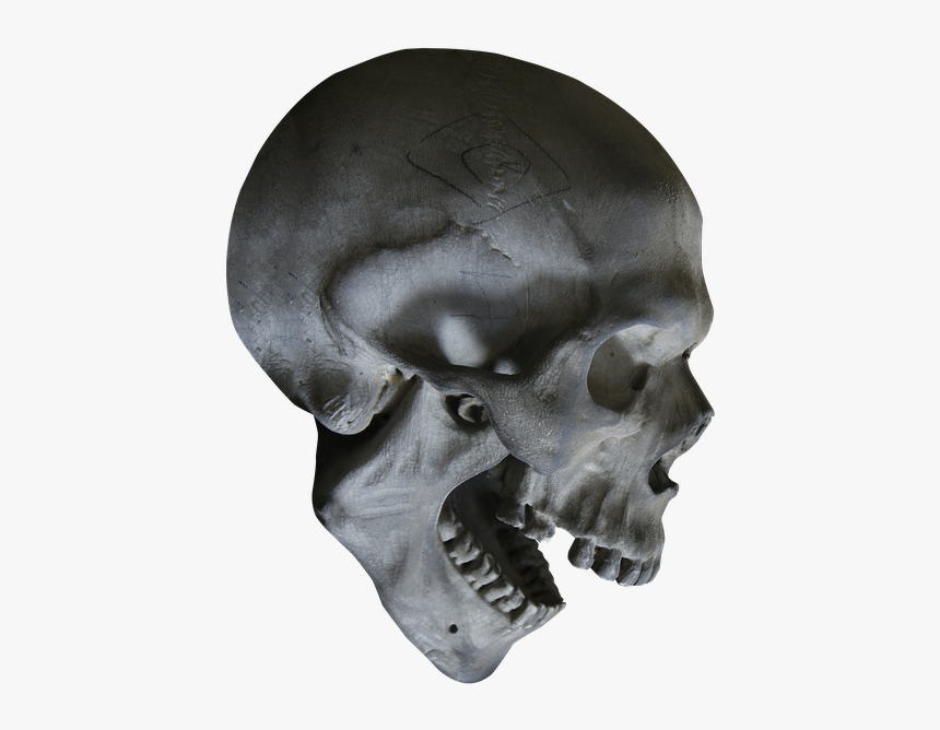 Human Skull Symbolism Skeleton Human Anatomy - Skeleton Head Png, Transparent Png, Free Download