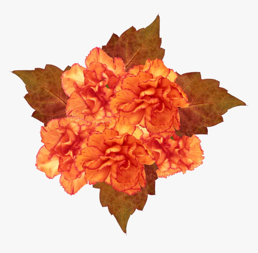 Orange Flowers - Png V - 8 - 1 Photos - - Tagetes Patula, Transparent Png, Free Download