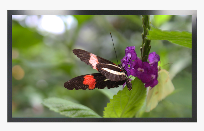 Silver Spotted Skipper, HD Png Download, Free Download