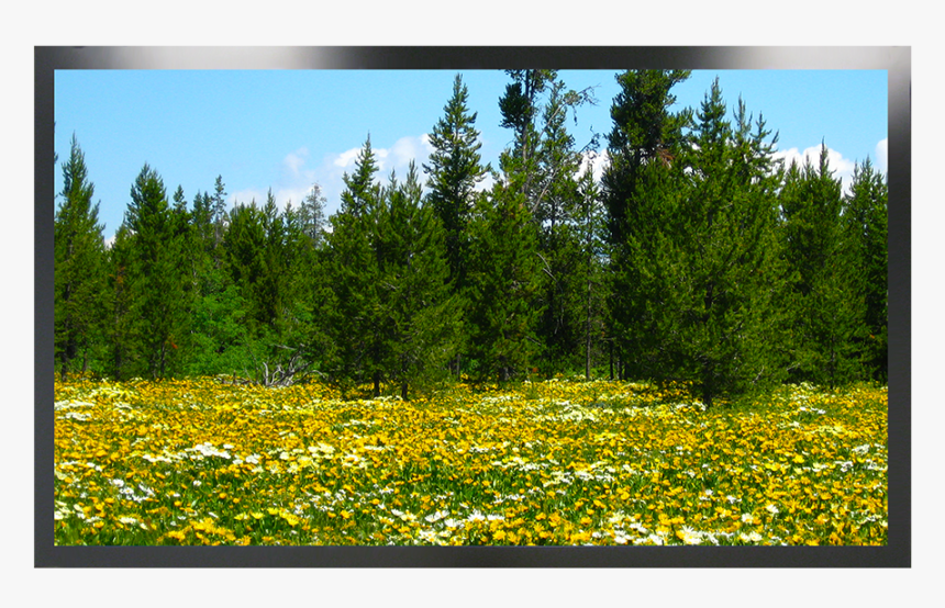 Wildflower, HD Png Download, Free Download