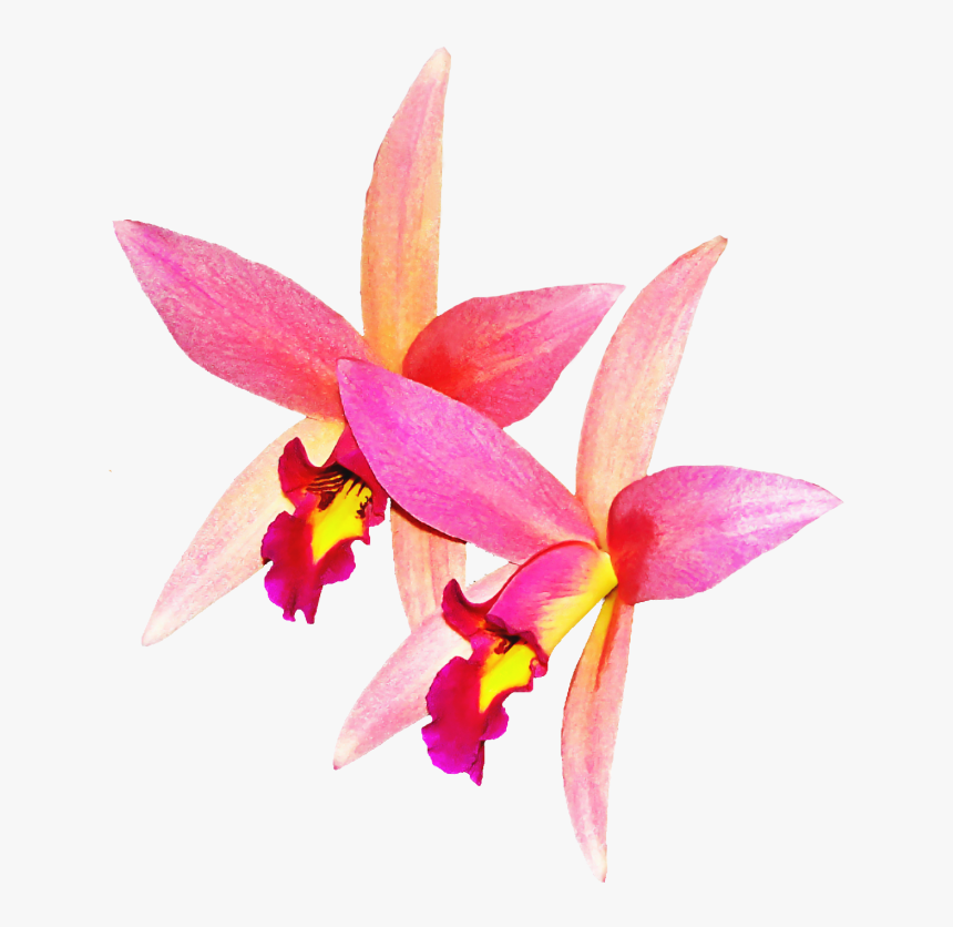 Orchid Flower Png Image - เวก เตอร์ ดอก กล้วยไม้ Png, Transparent Png, Free Download