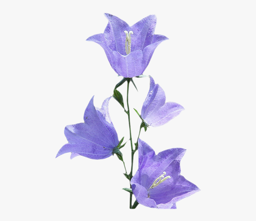 Bluebell, Morning Glory Flower Png - Morning Glory Flower Png, Transparent Png, Free Download