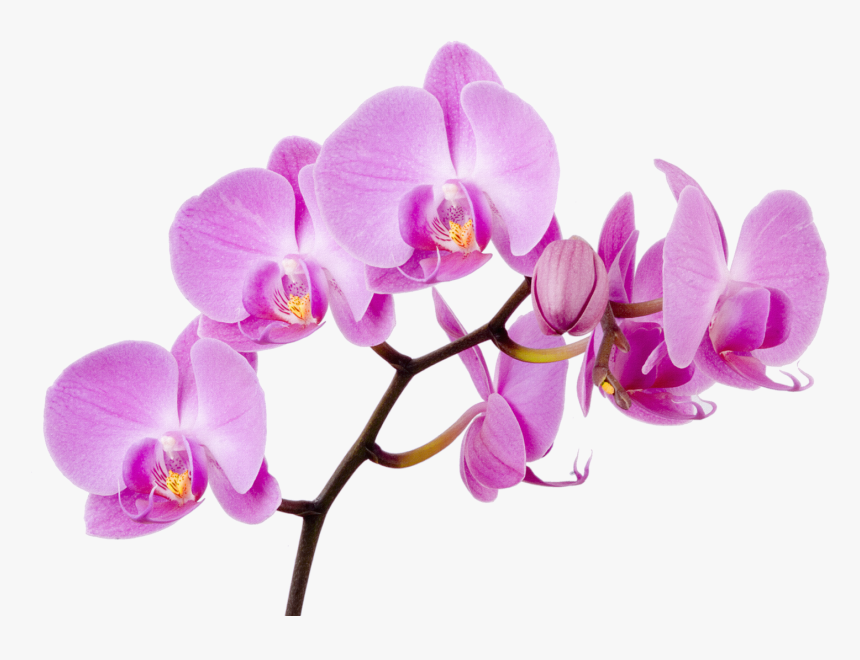 Orchid Png, Transparent Png, Free Download