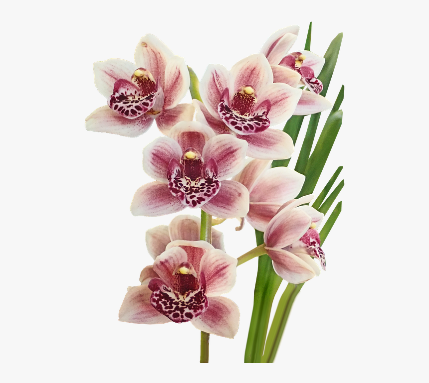 Flowers, Orchids, Pink, Tropical, Exotic, Cut Out - Orchids Of The Philippines, HD Png Download, Free Download