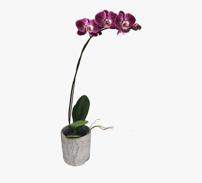 Potted Pink Orchid Png, Transparent Png, Free Download