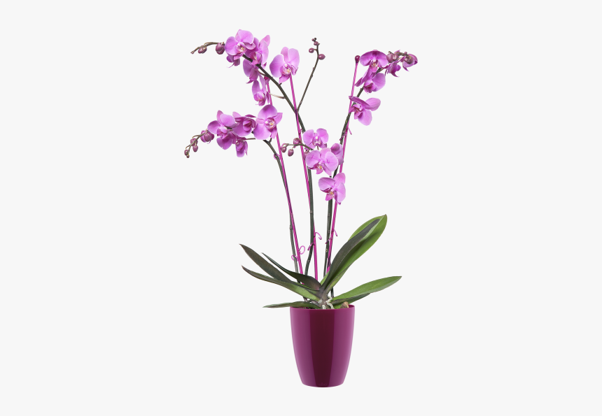 Orchideenschale Groß, HD Png Download, Free Download