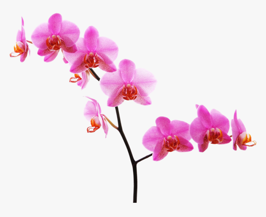 Orchid Clipart Floral - Orchid With White Background, HD Png Download, Free Download