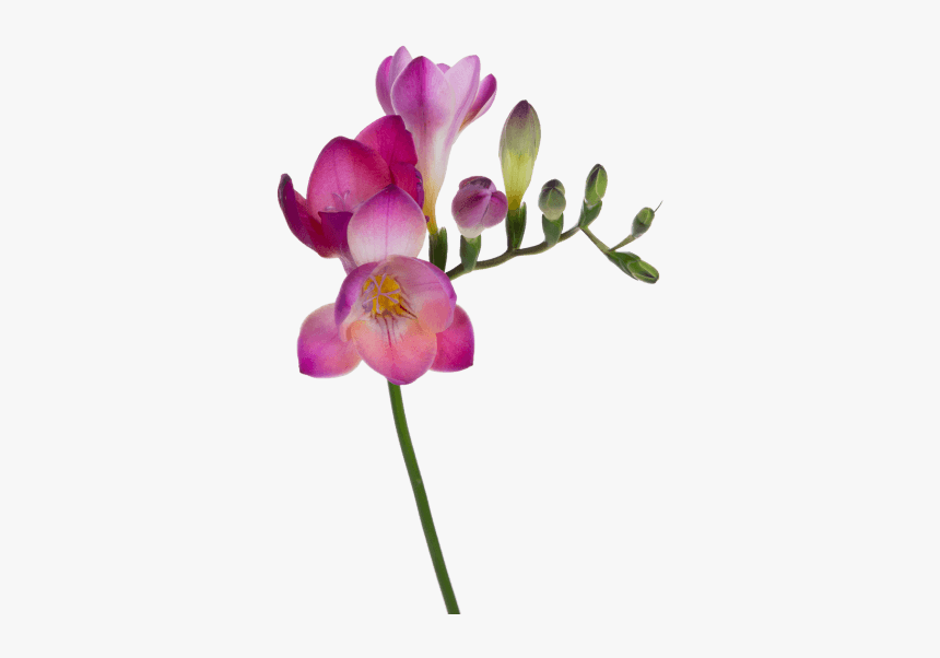 Pink Freesia Png, Transparent Png, Free Download