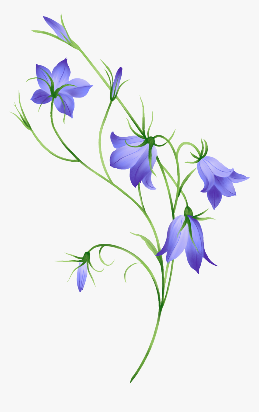 Morning Glory, Bellflower, Leaf, Nature - Flower Bell Png, Transparent Png, Free Download