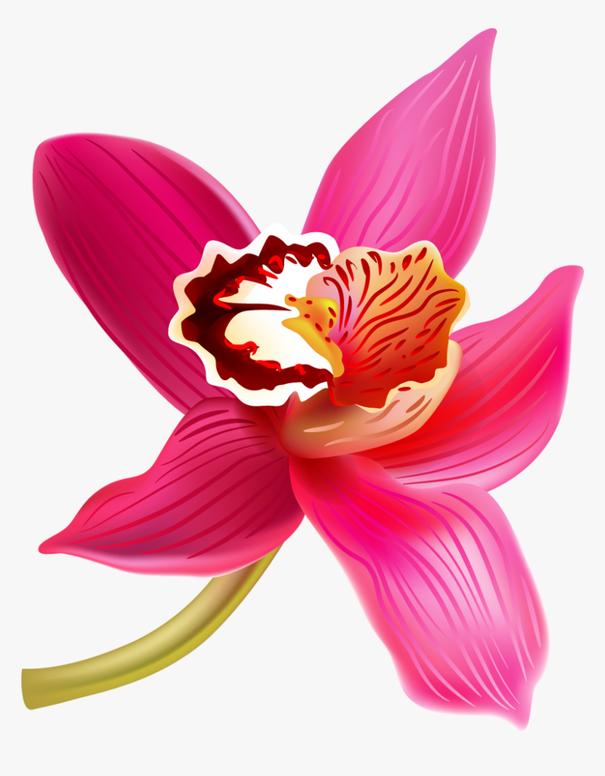 Transparent Orchid Flower Clipart - Flowers Clipart Orchid, HD Png Download, Free Download