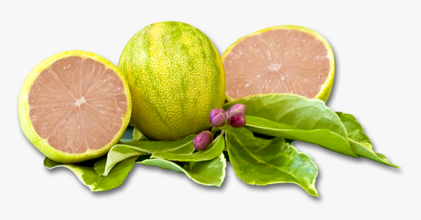 Variegated Pink Lemon Png, Transparent Png, Free Download