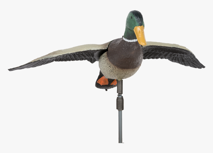 Download Mallard Png Background Image - Duck, Transparent Png, Free Download