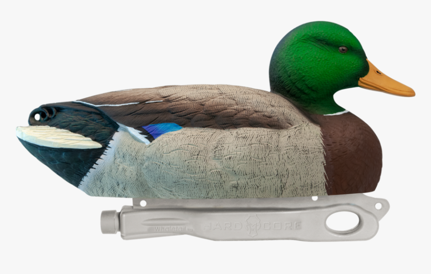 Mallard, HD Png Download, Free Download