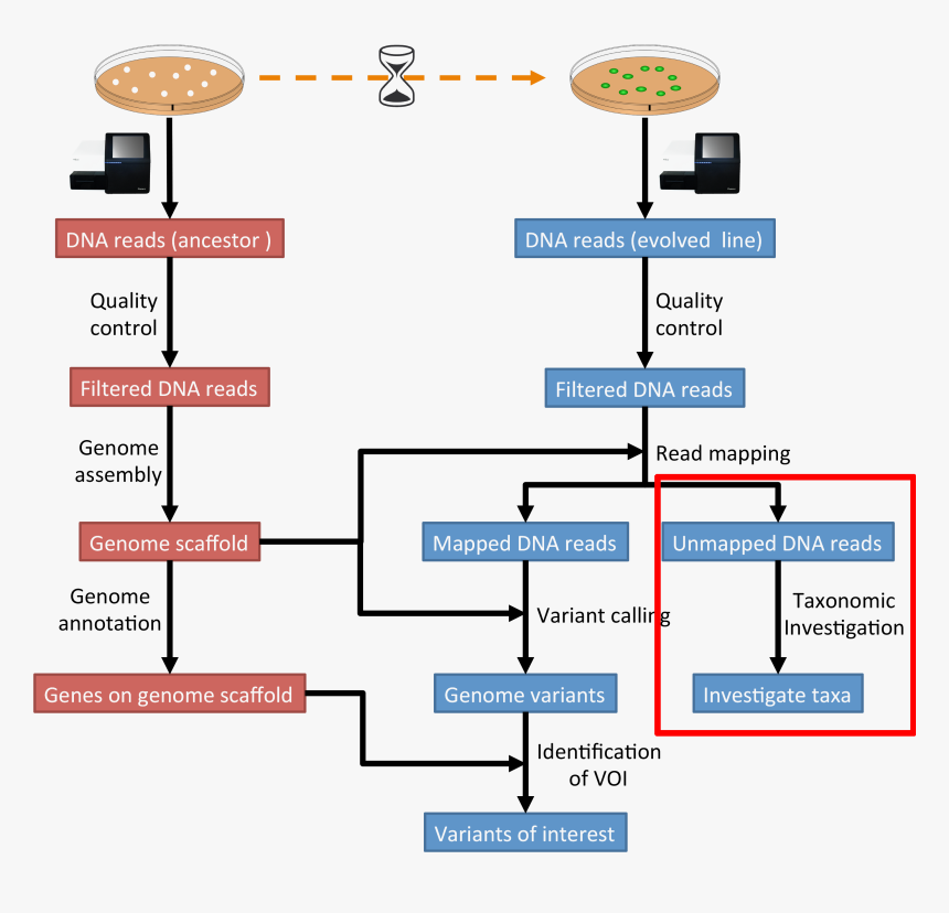 / Images/workflow5 - Ngs Quality Control, HD Png Download, Free Download